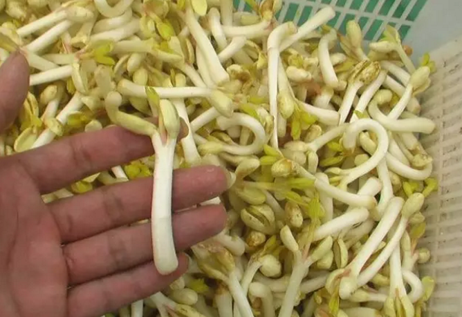 芽苗菜生產泡沫箱的作用